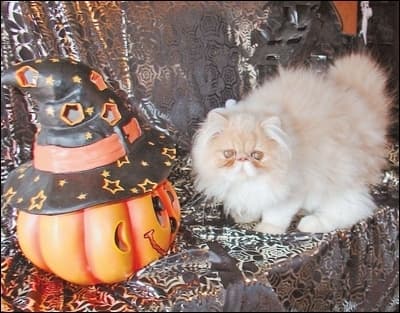 Международная выставка кошек "Halloween Cat Show" Международная выставка кошек "Halloween Cat Show"