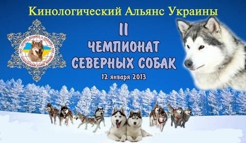 Чемпионат северных собак Чемпионат северных собак