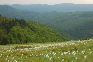 Отель Зеленая Дача