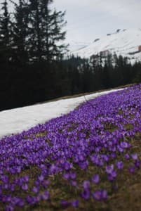 Отель Зеленая Дача