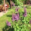 Yabluchne Farm 3
